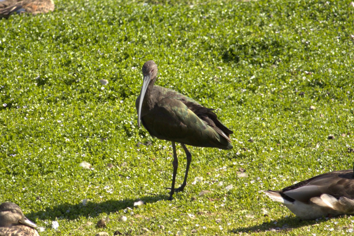 ibis americký - ML620813898