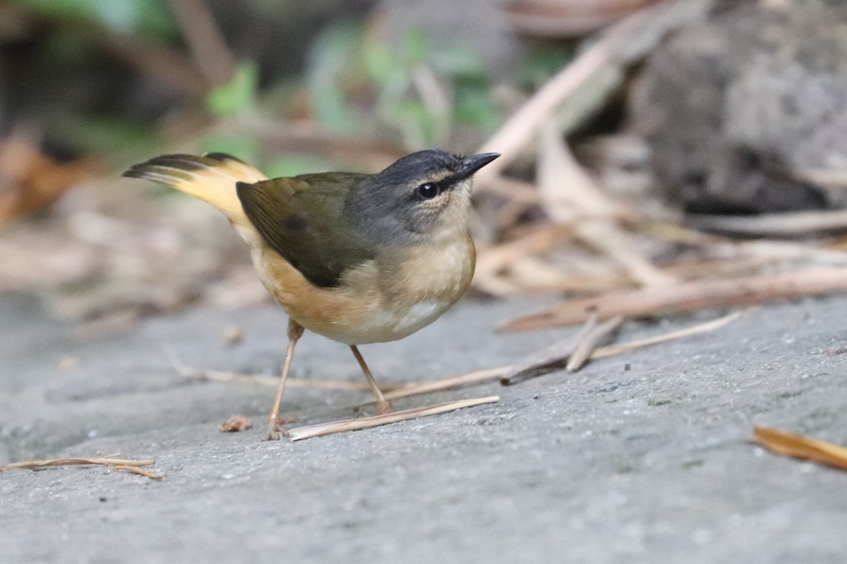 Buff-rumped Warbler - ML620813906