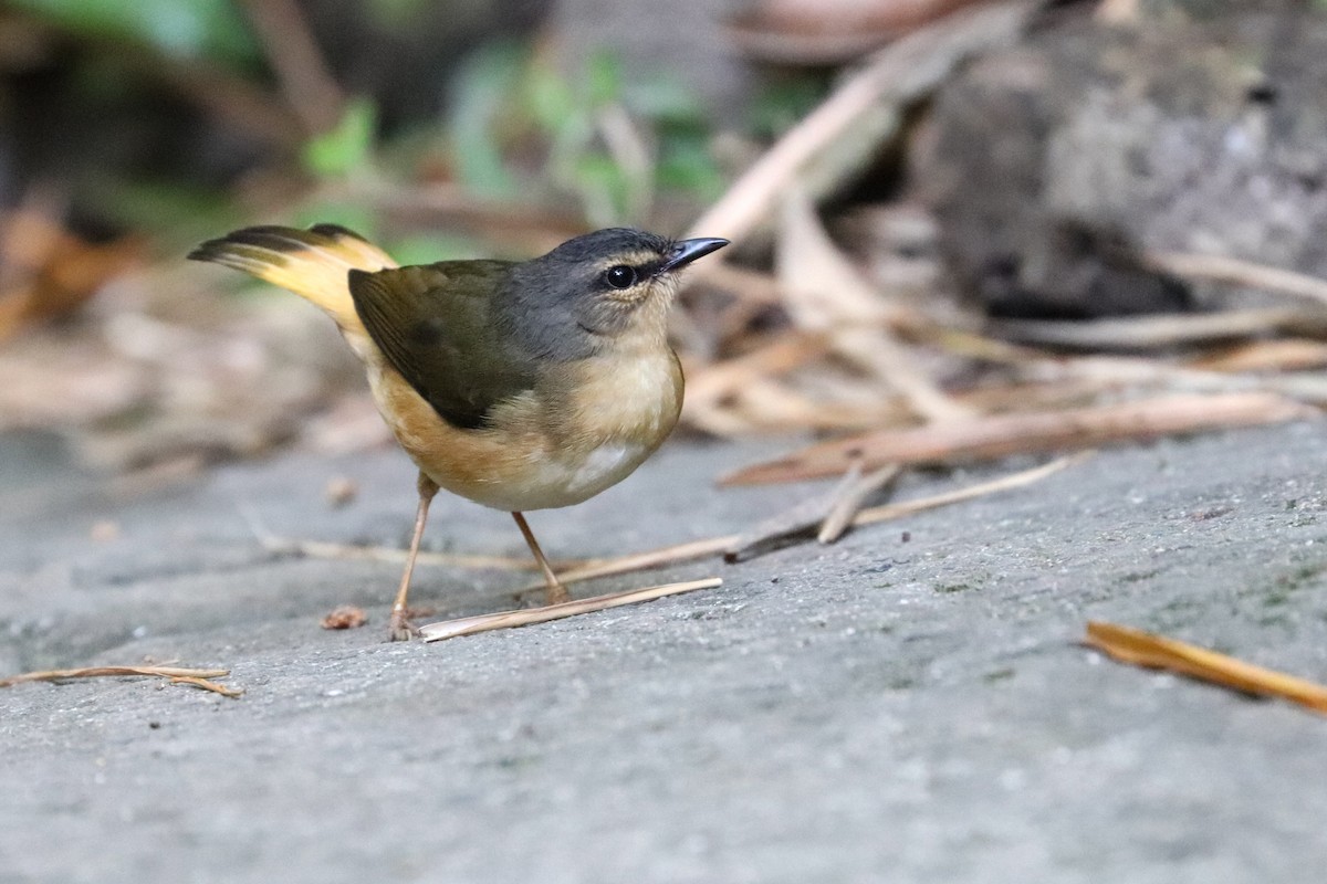 Buff-rumped Warbler - ML620813908