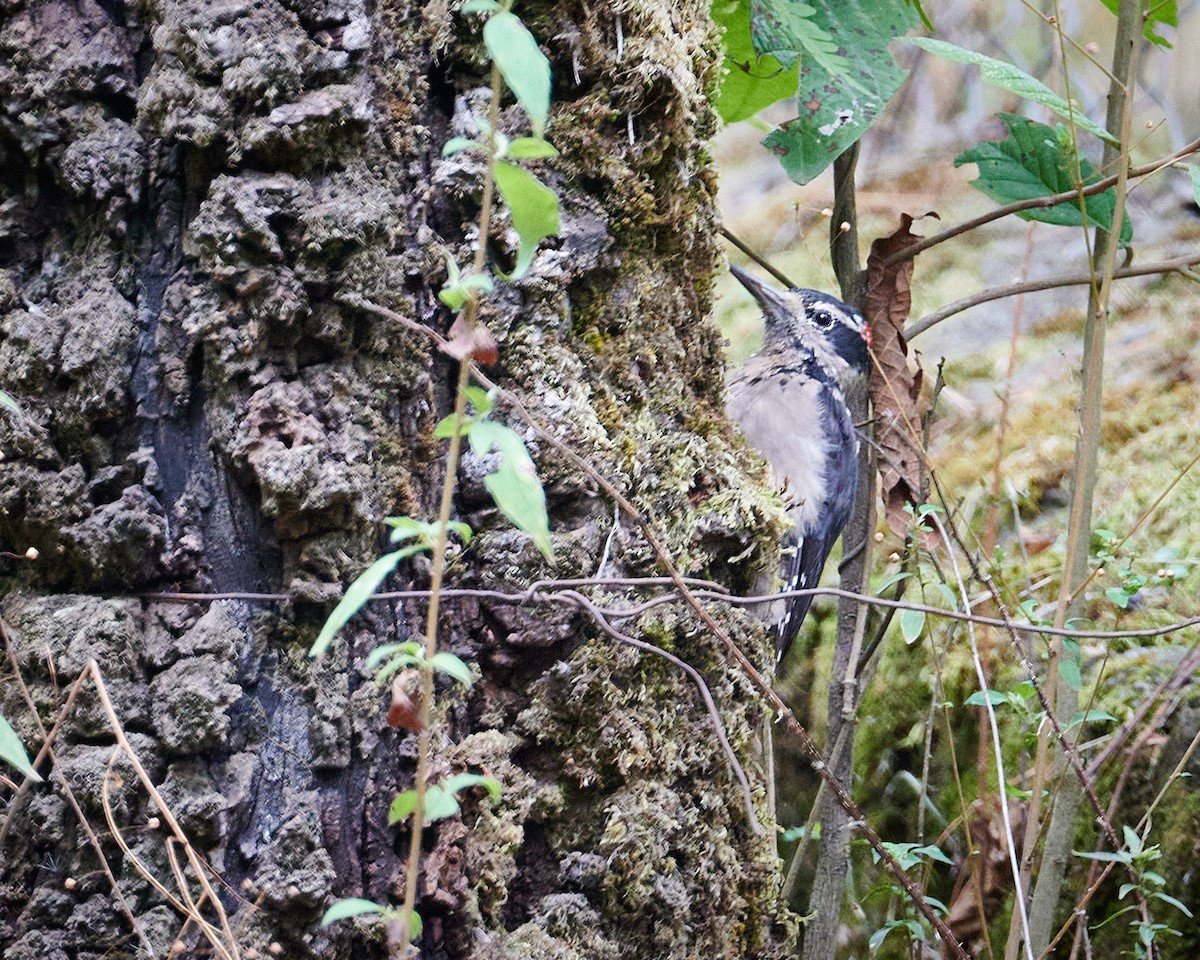 Hairy Woodpecker - ML620813909