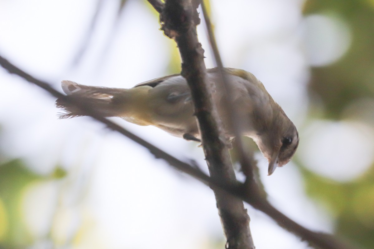 brunøyevireo - ML620813914