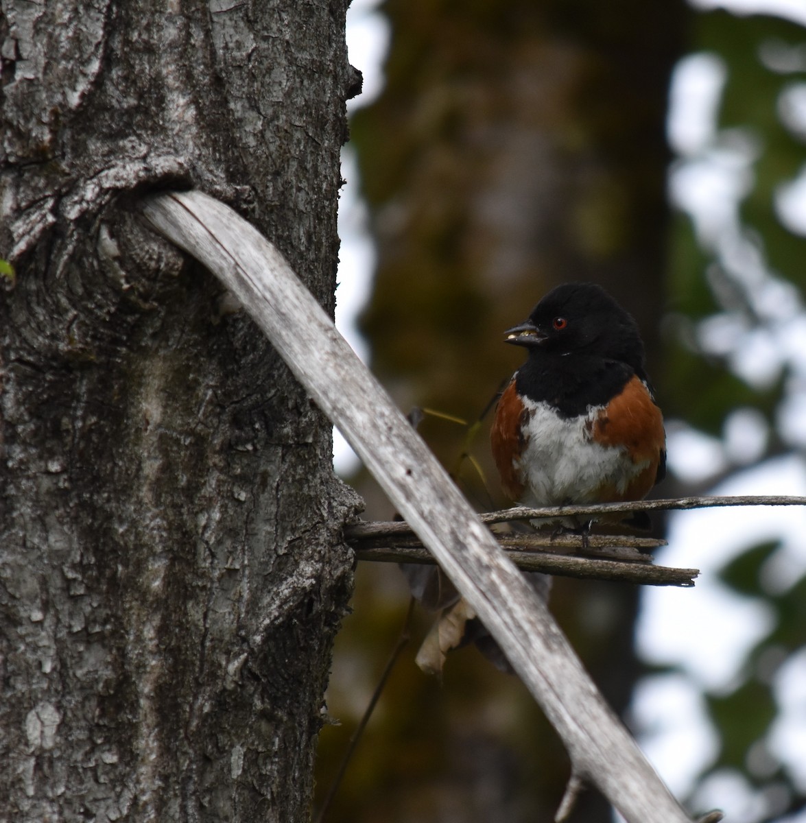 Spotted Towhee - ML620813915