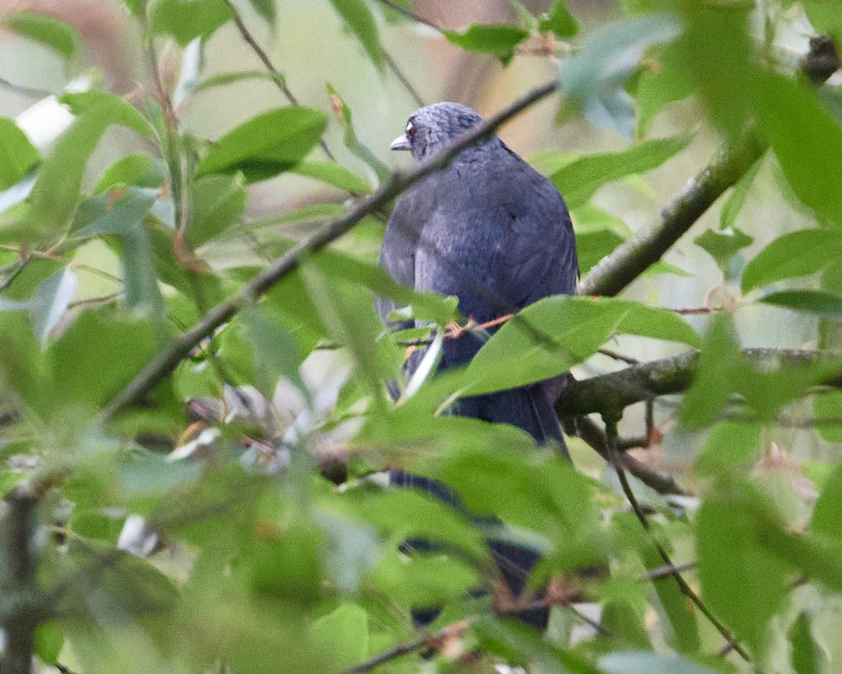 Mulato Azul - ML620813916