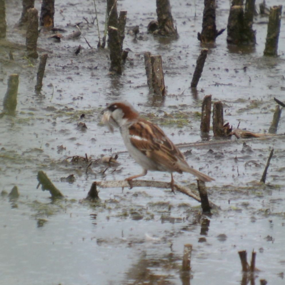 House Sparrow - ML620813919