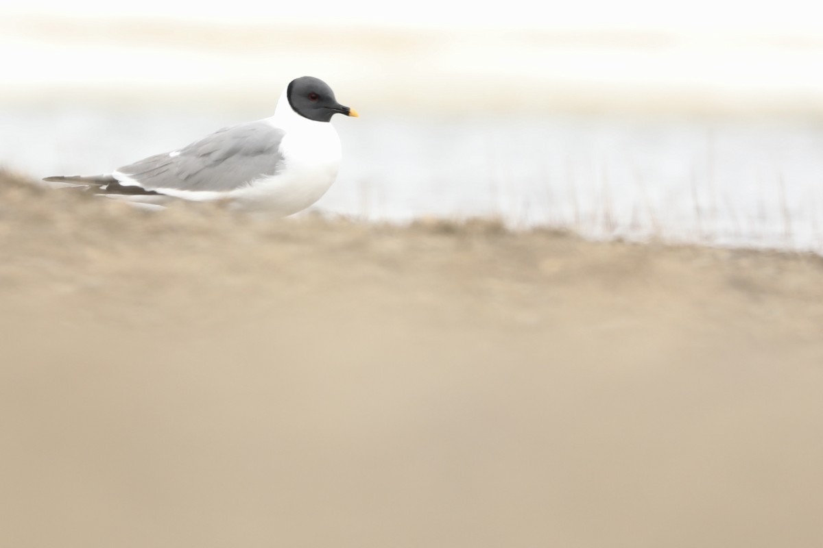 Sabine's Gull - ML620813921