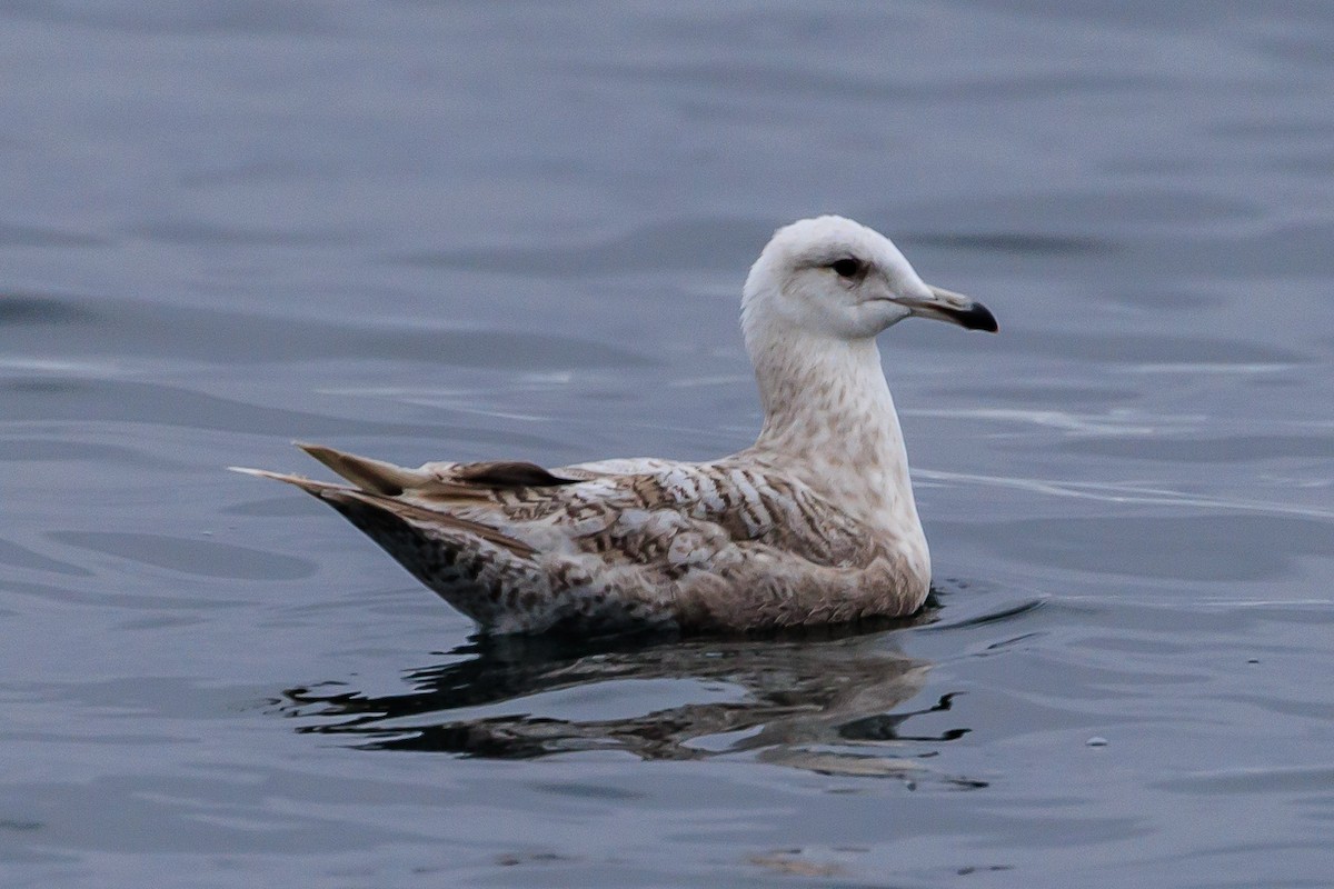 Herring Gull - Denise Turley