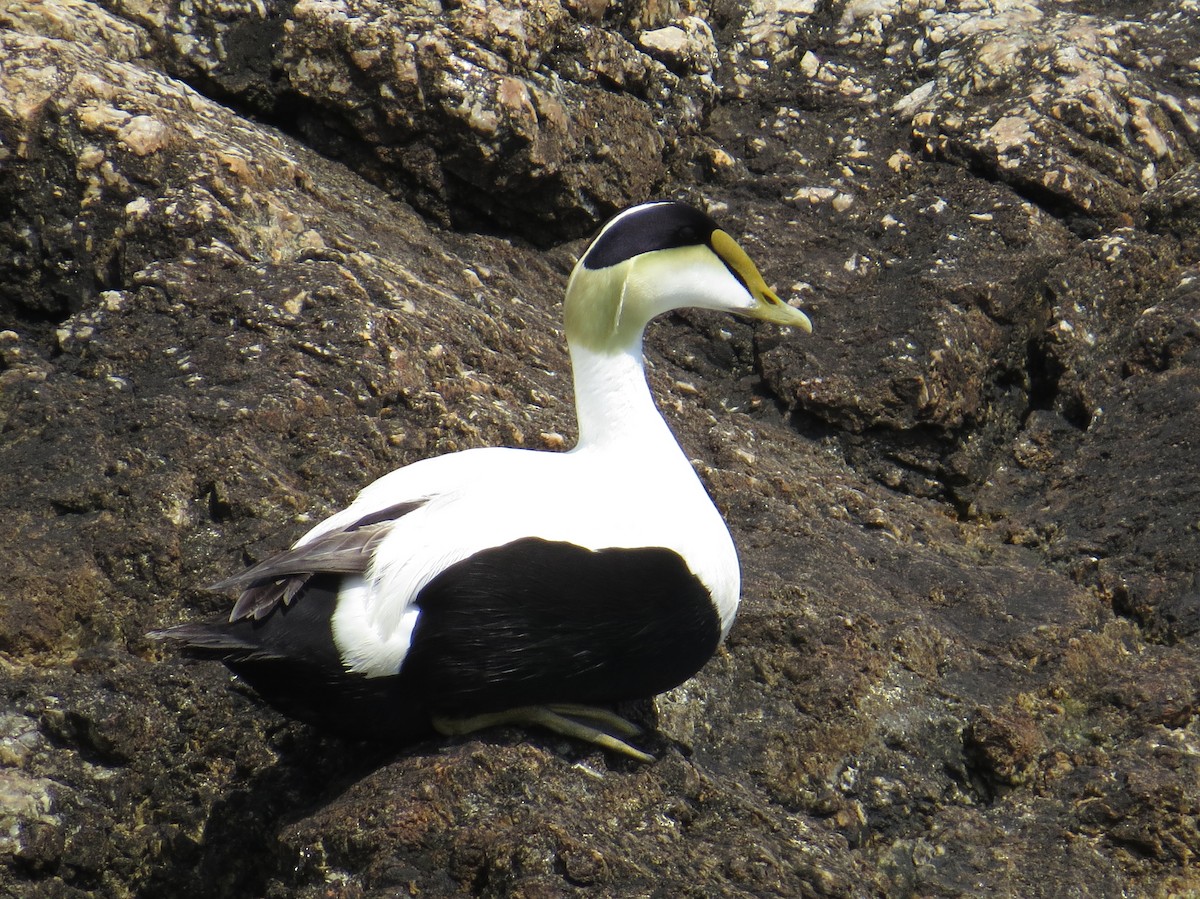 Common Eider - Tom Rohrer