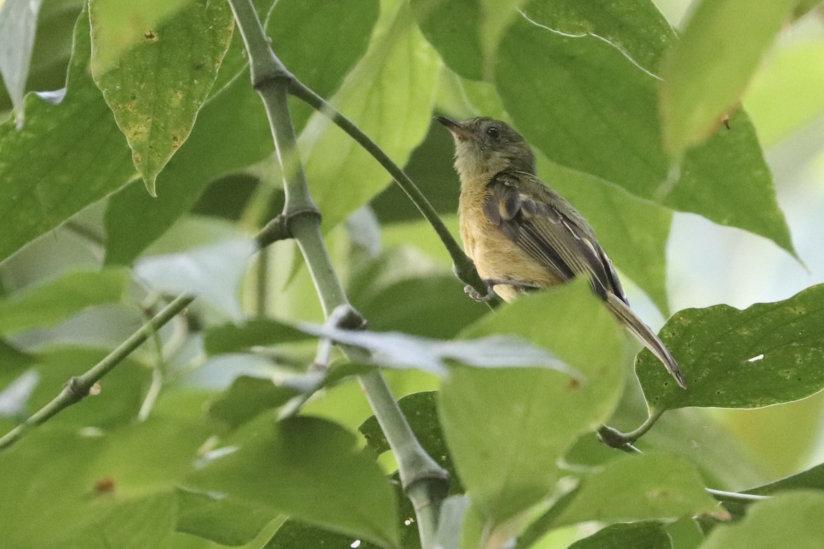 Ochre-bellied Flycatcher - ML620813927