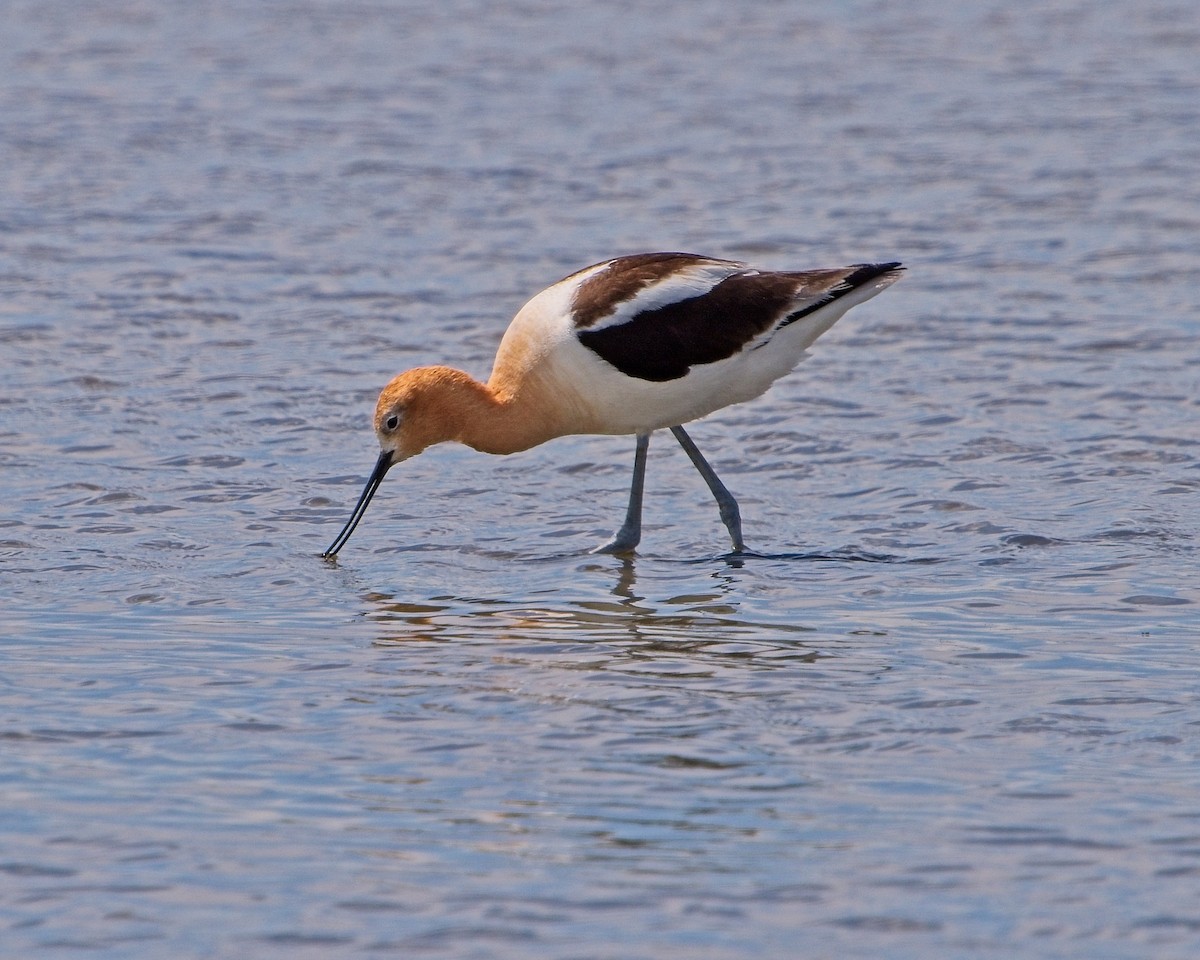 Avoceta Americana - ML620813928