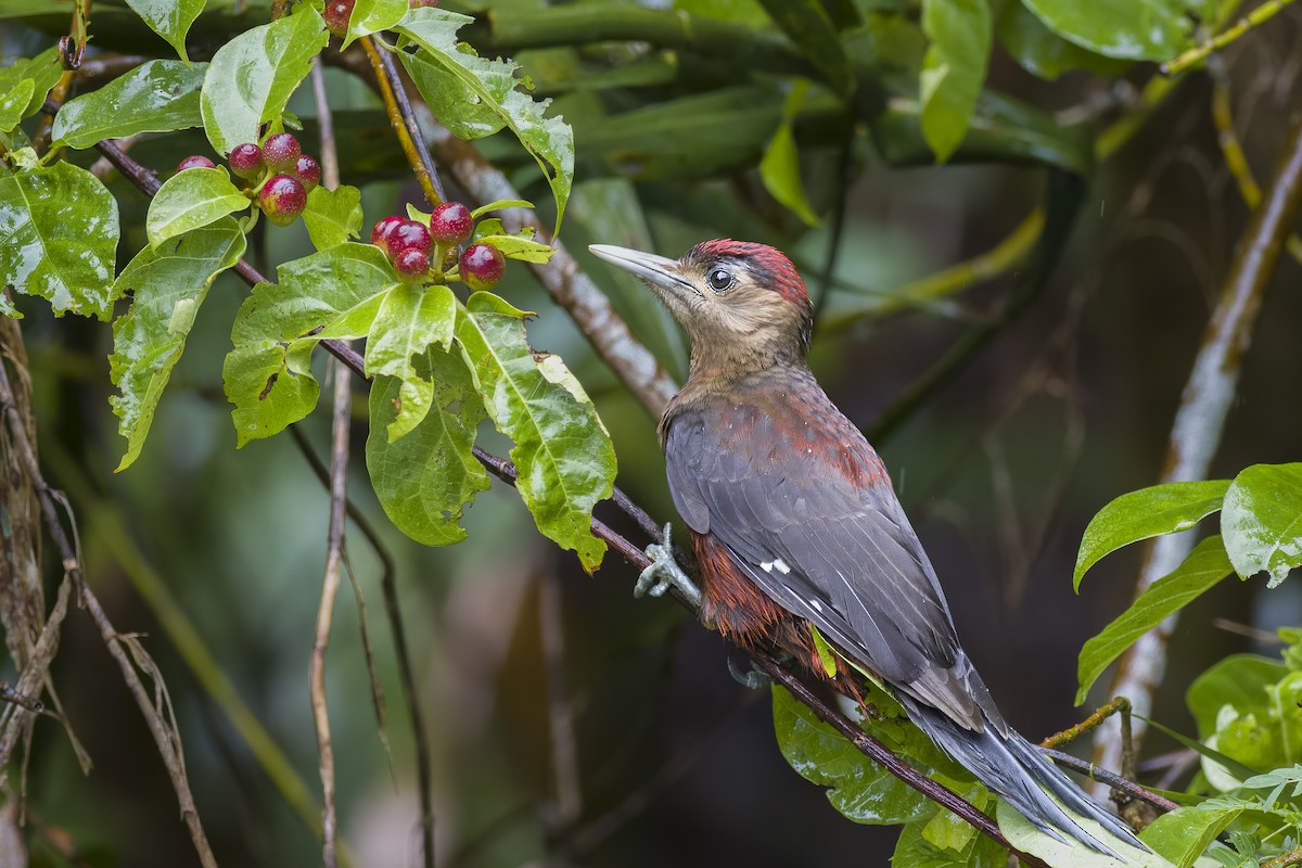 Okinawa Woodpecker - ML620813929