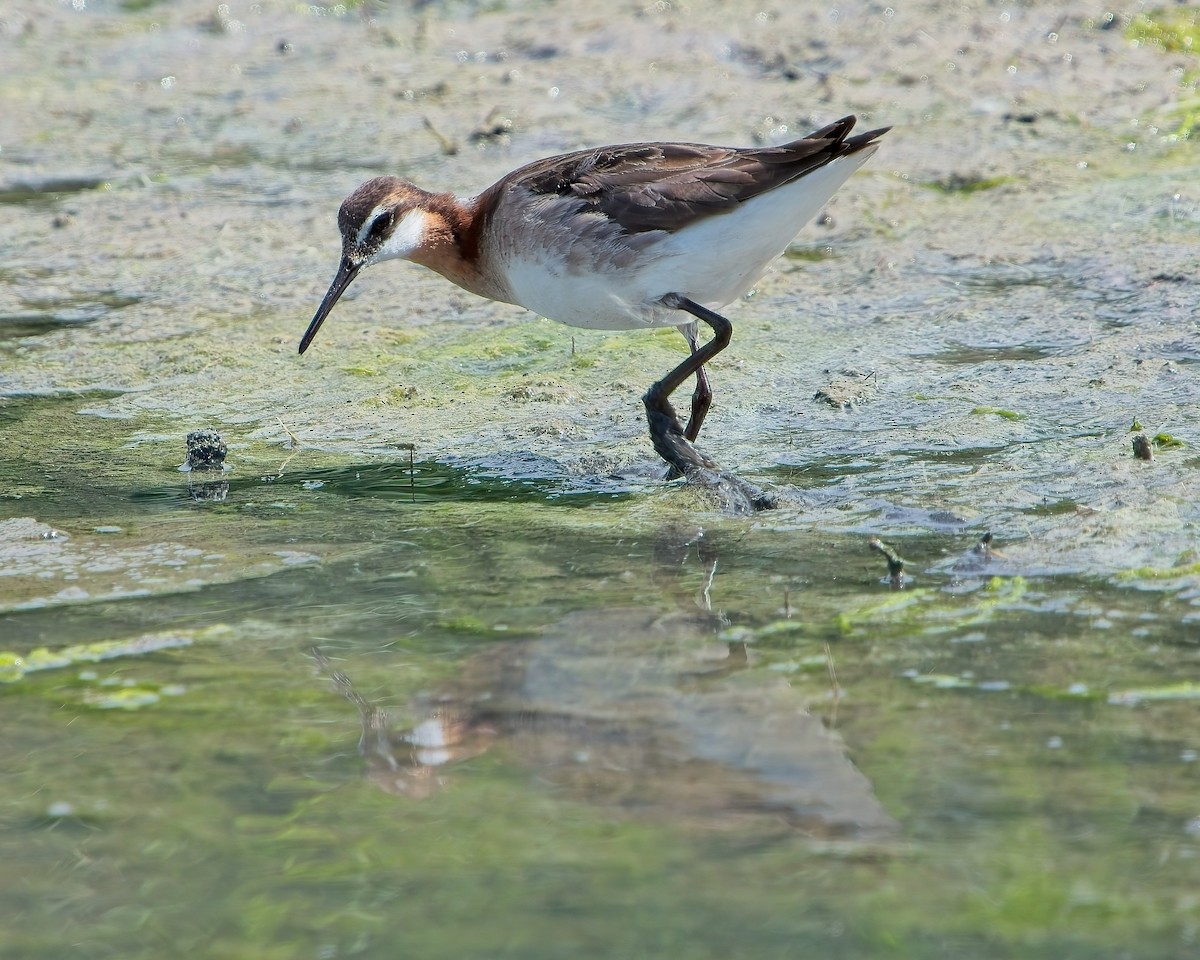 Wilson's Phalarope - ML620813930