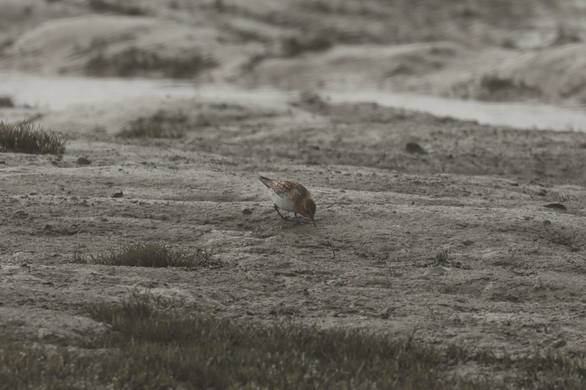 Rotkehl-Strandläufer - ML620813935