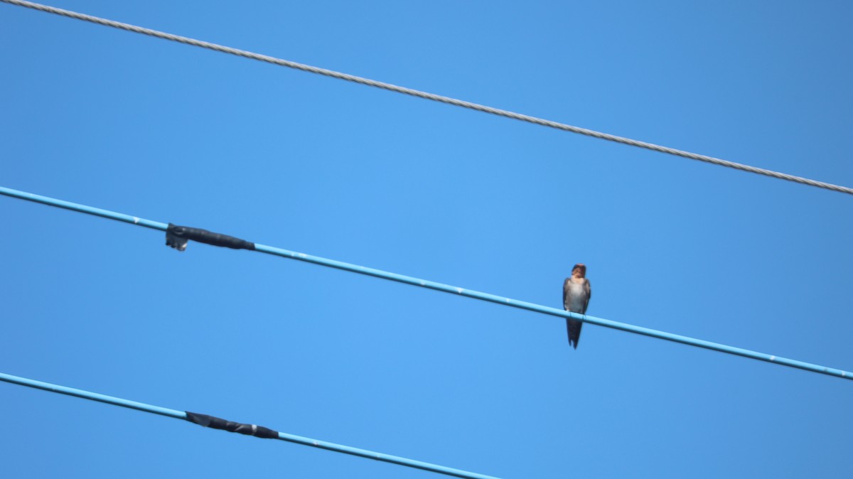 Golondrina del Pacífico - ML620813937