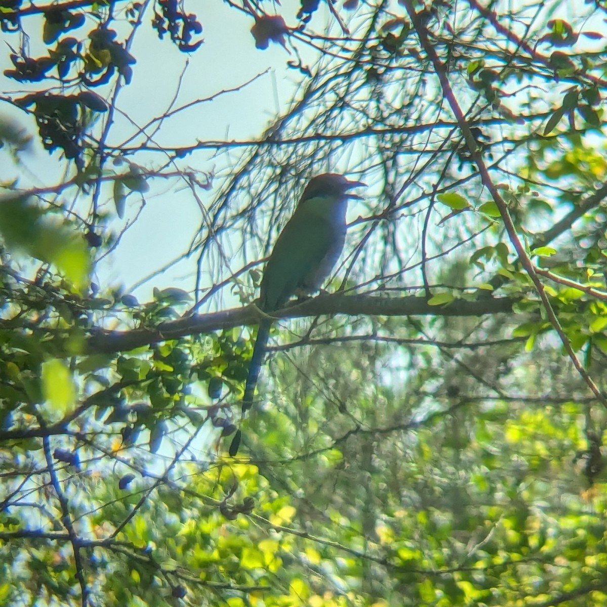 Russet-crowned Motmot - ML620813942