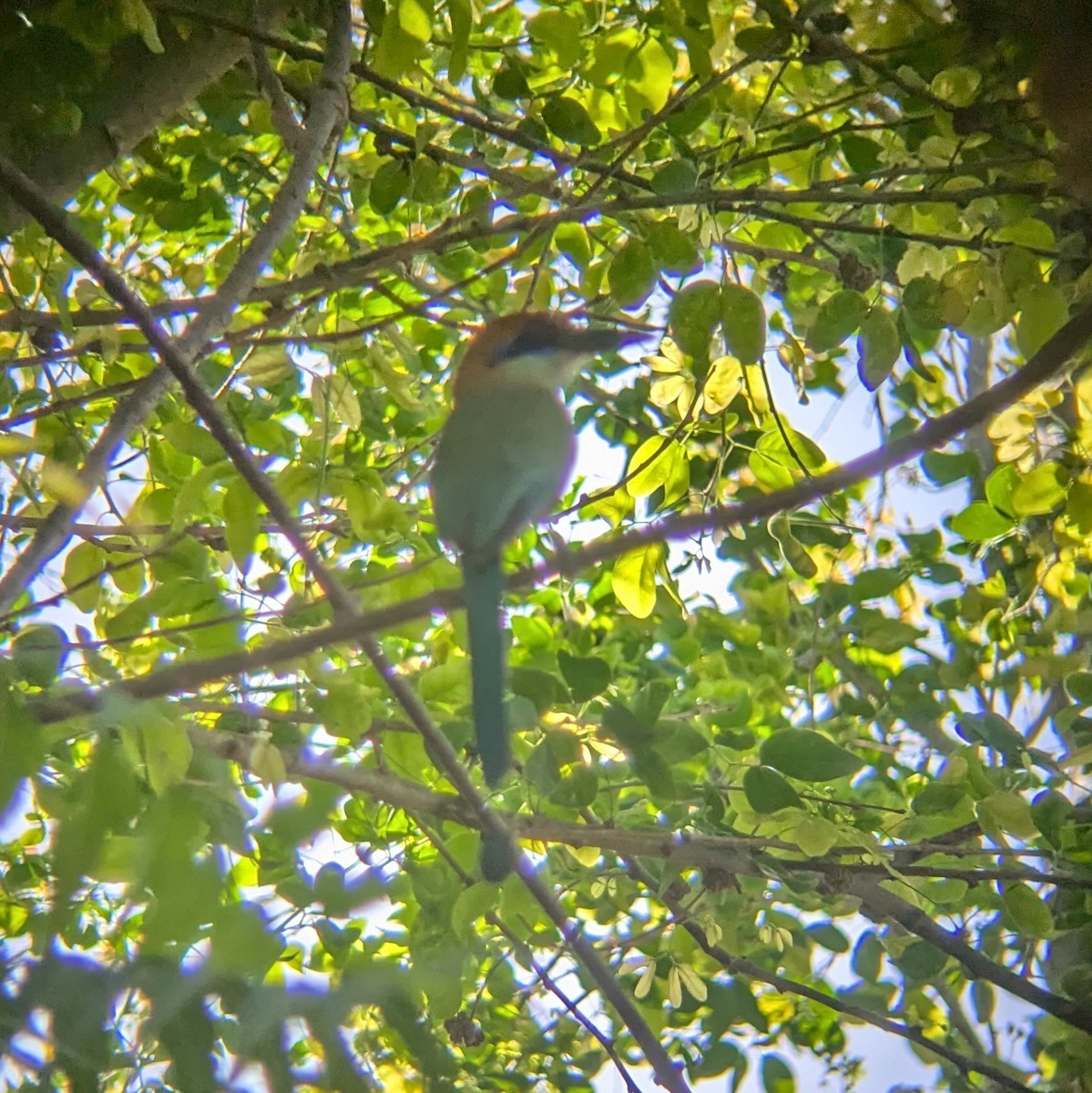 Russet-crowned Motmot - ML620813943