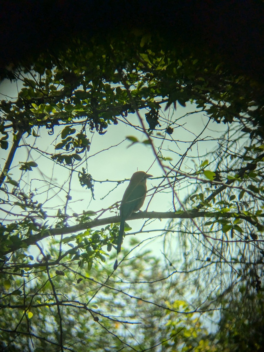 Russet-crowned Motmot - ML620813944