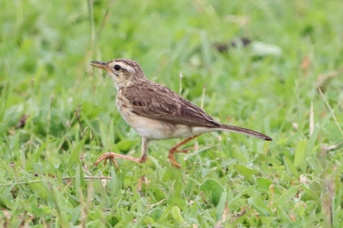 Paddyfield Pipit - ML620813945