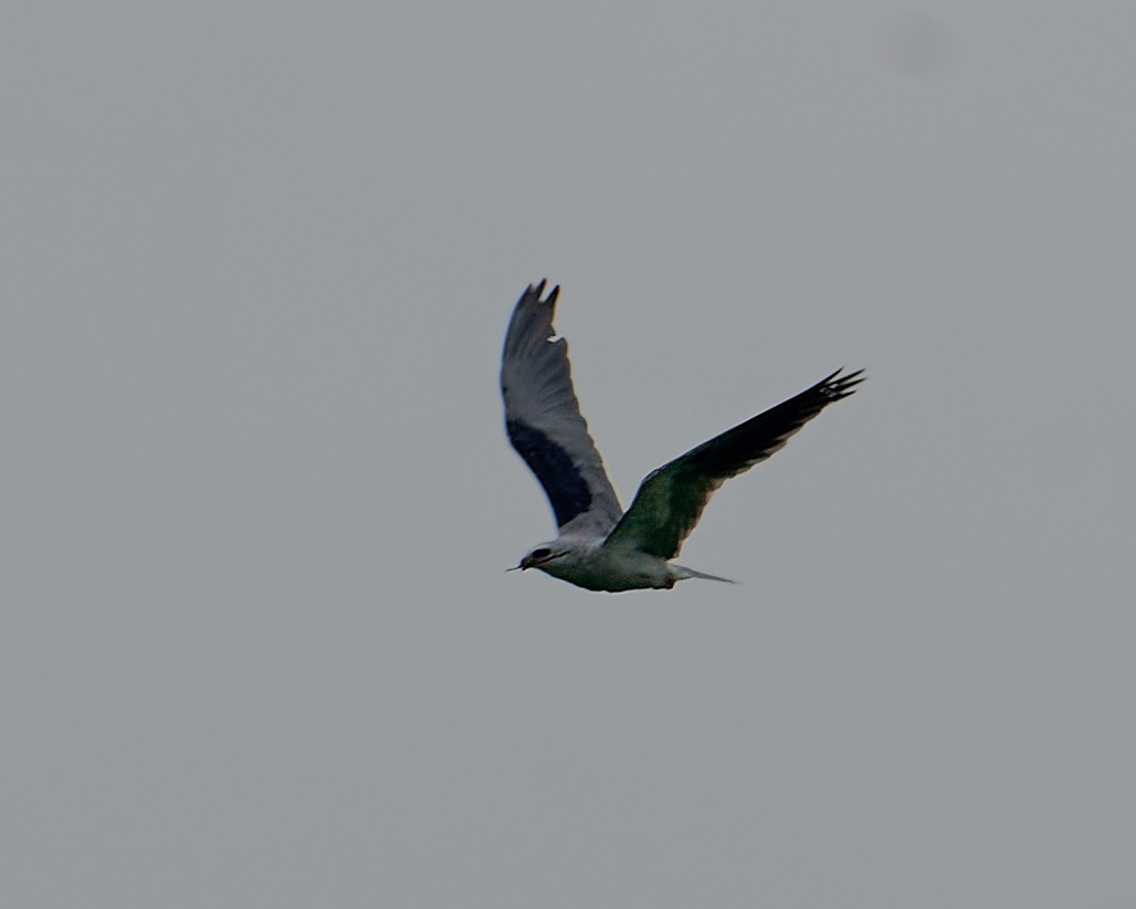 White-tailed Kite - ML620813947