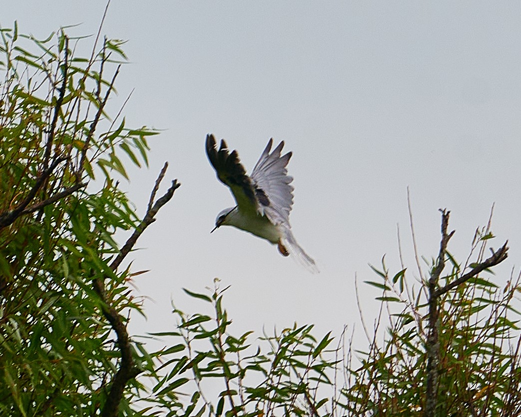 White-tailed Kite - ML620813948