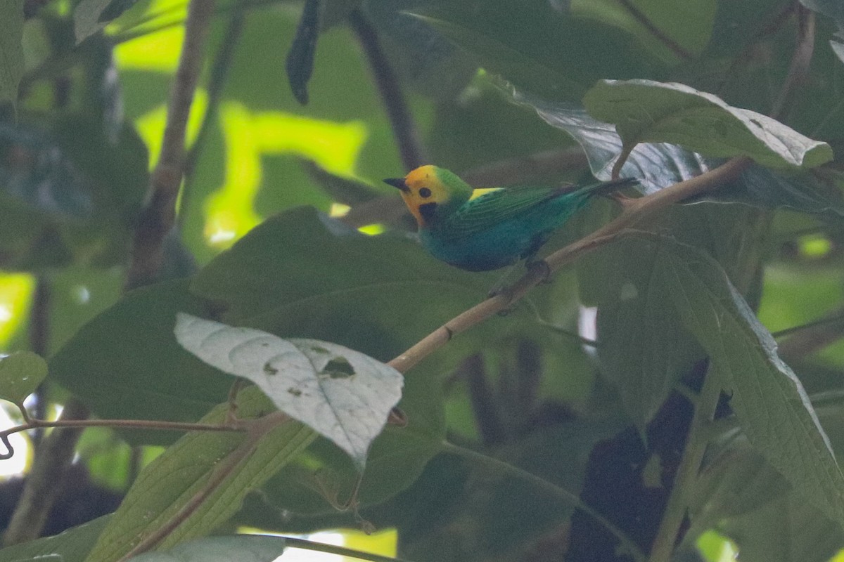 Multicolored Tanager - ML620813953