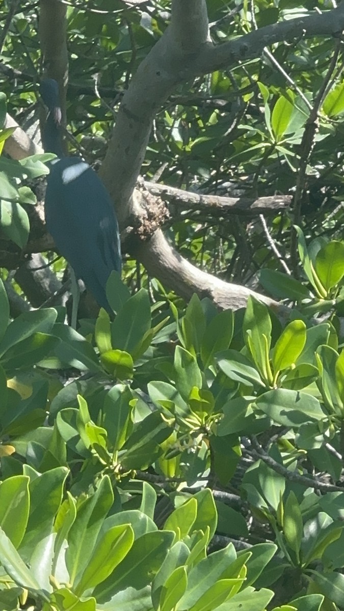 Little Blue Heron - ML620813954