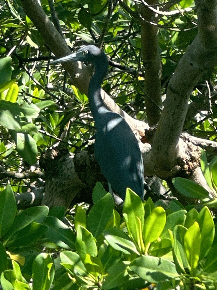 Little Blue Heron - ML620813958