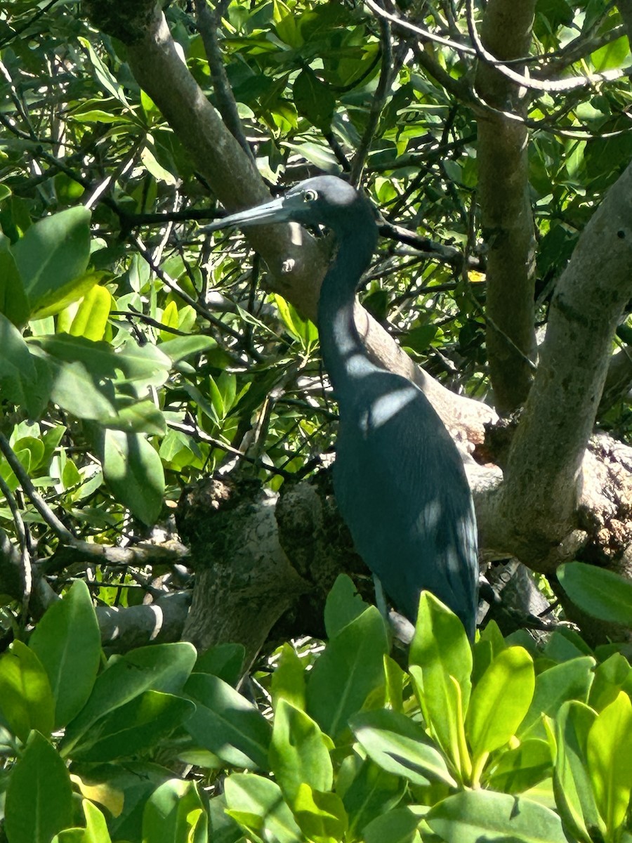 Little Blue Heron - ML620813960