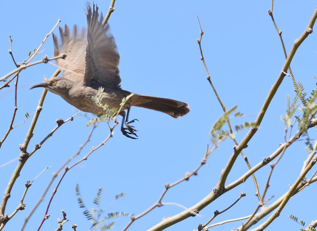 Curve-billed Thrasher (palmeri Group) - ML620813963