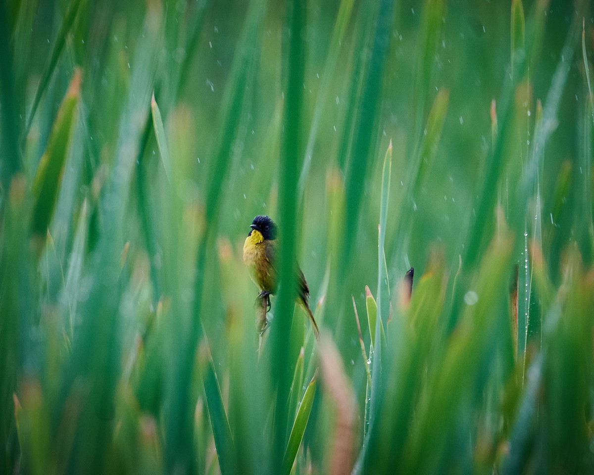 Black-polled Yellowthroat - ML620813964