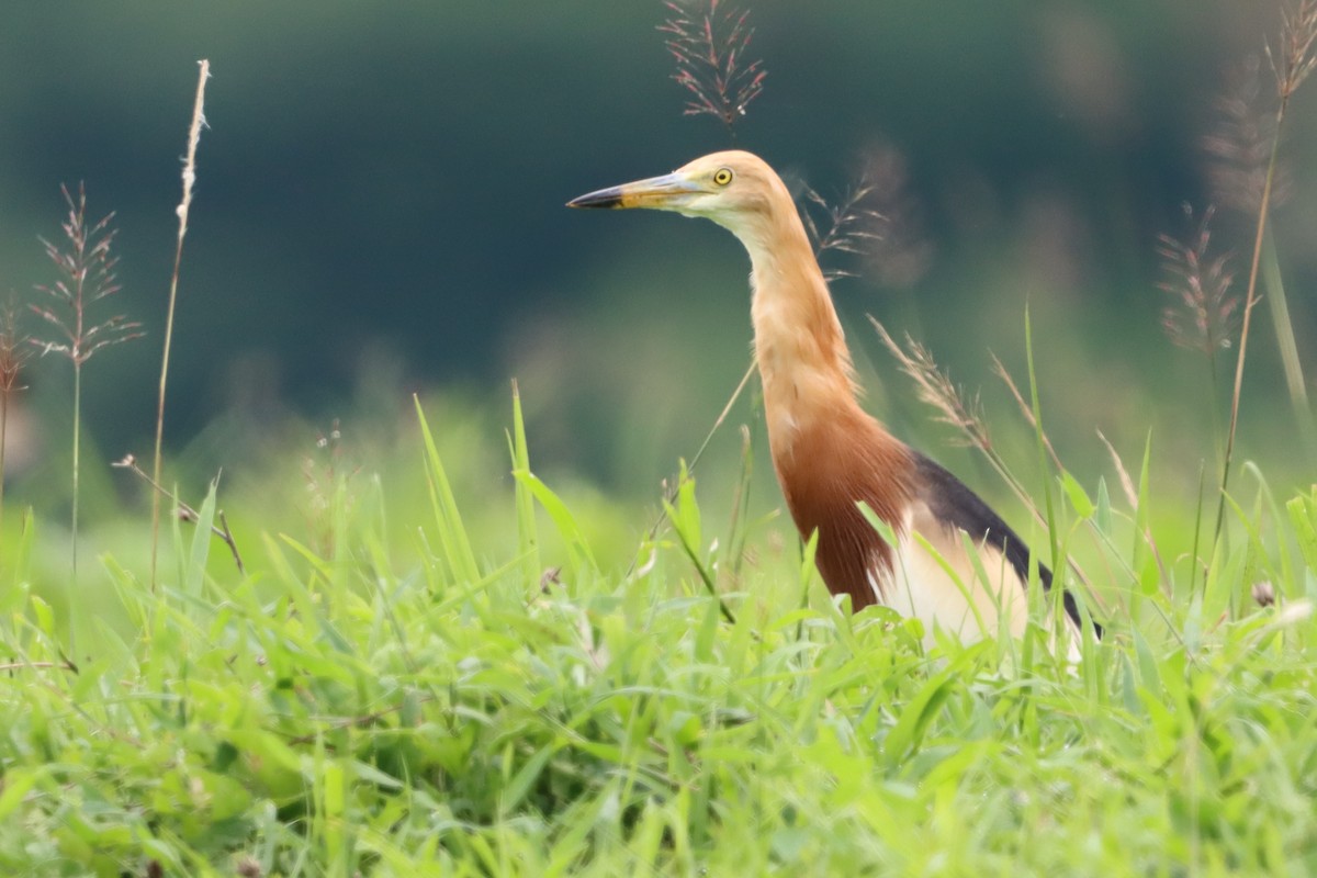 Javan Pond-Heron - ML620813966