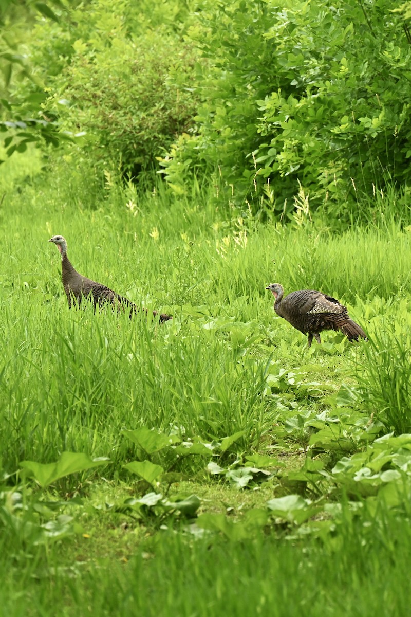 Wild Turkey - ML620813969