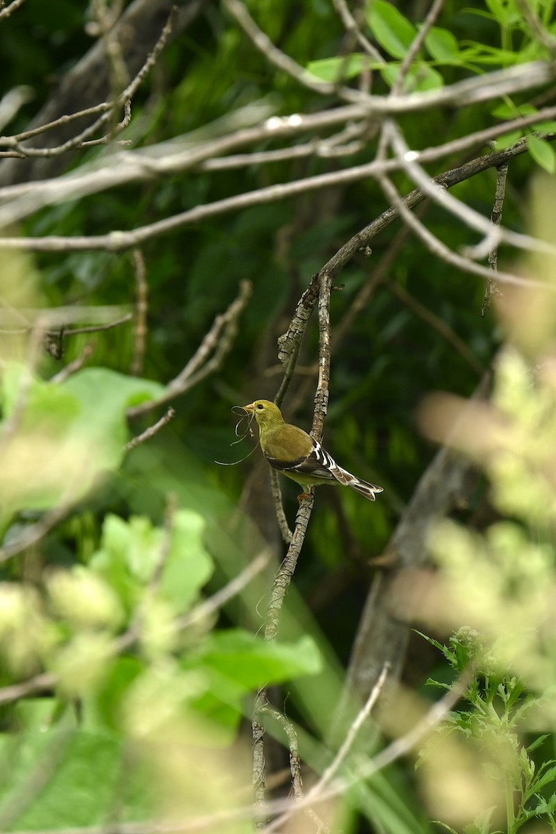 American Goldfinch - ML620813972