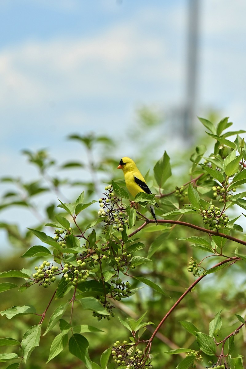 American Goldfinch - ML620813973