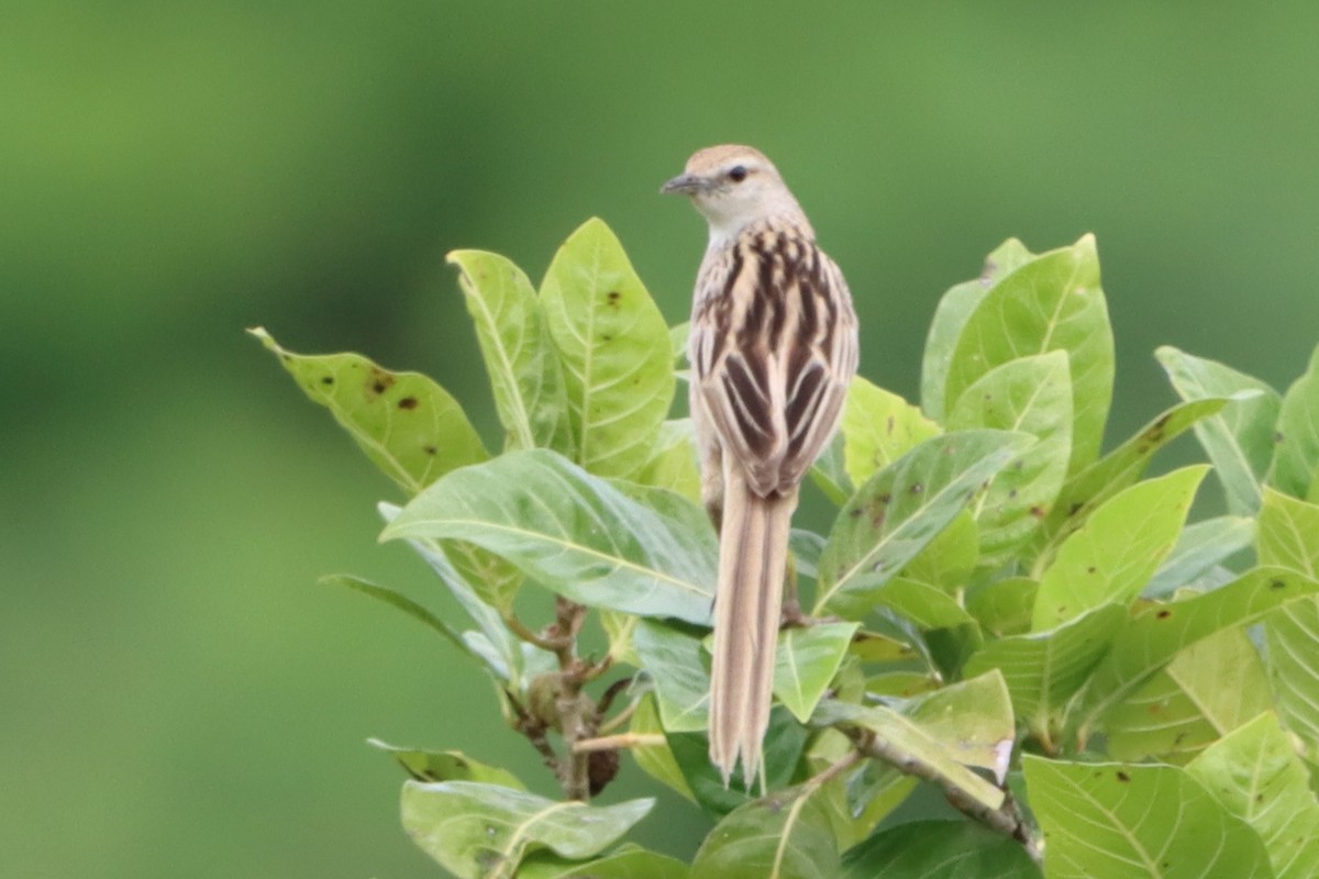 Striated Grassbird - ML620813974