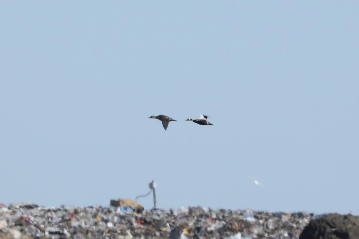 Spectacled Eider - ML620813989