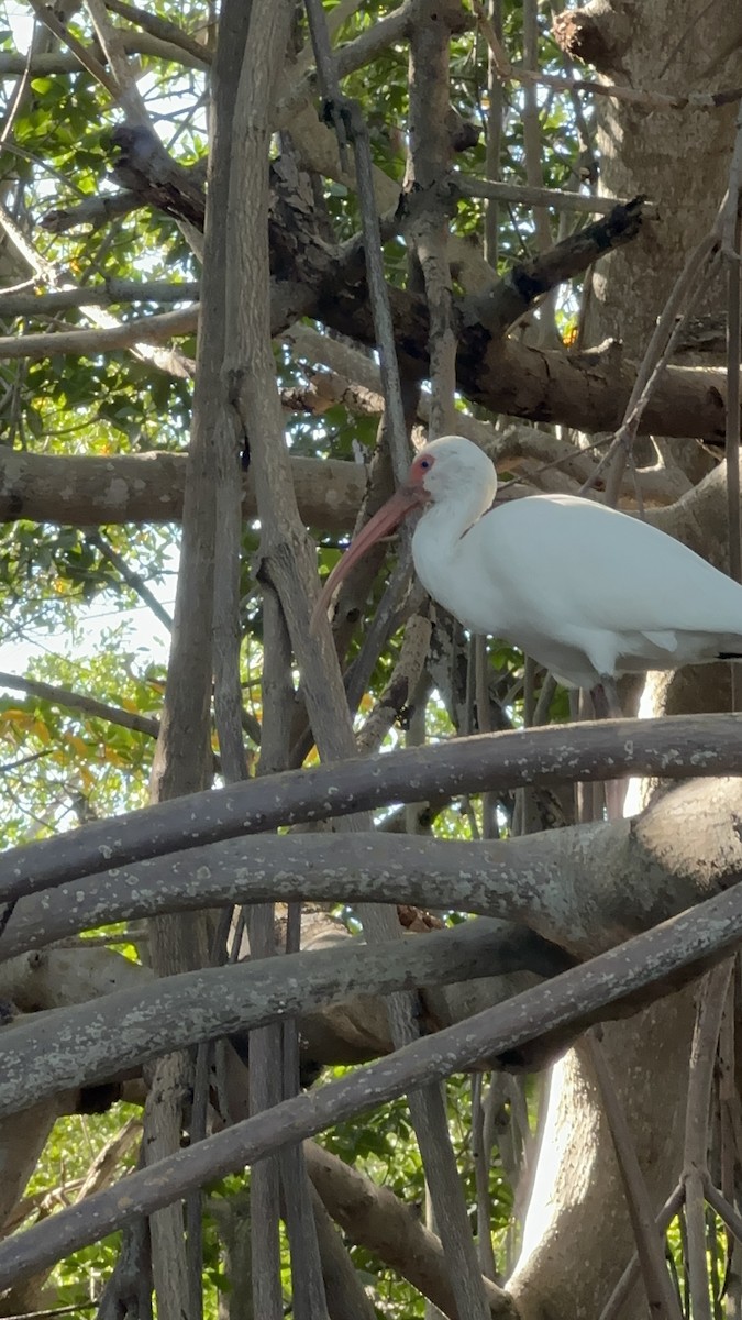 White Ibis - ML620813993