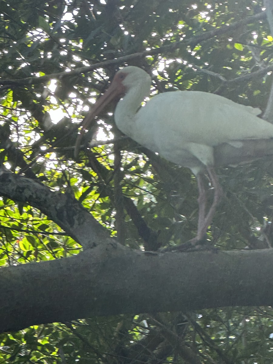 White Ibis - ML620813995