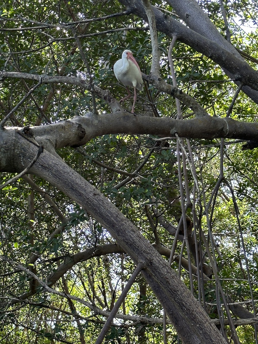 White Ibis - ML620813997