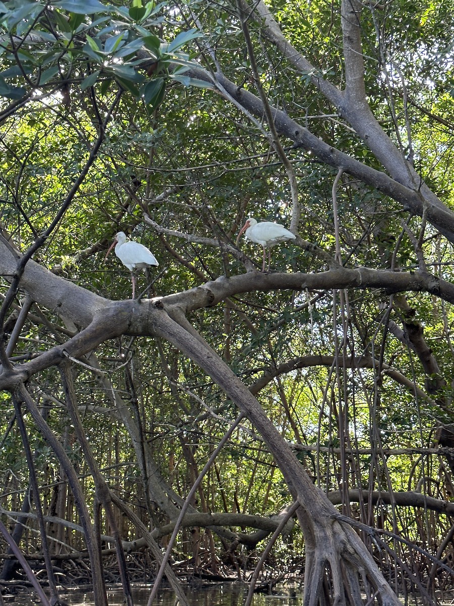 White Ibis - ML620814001