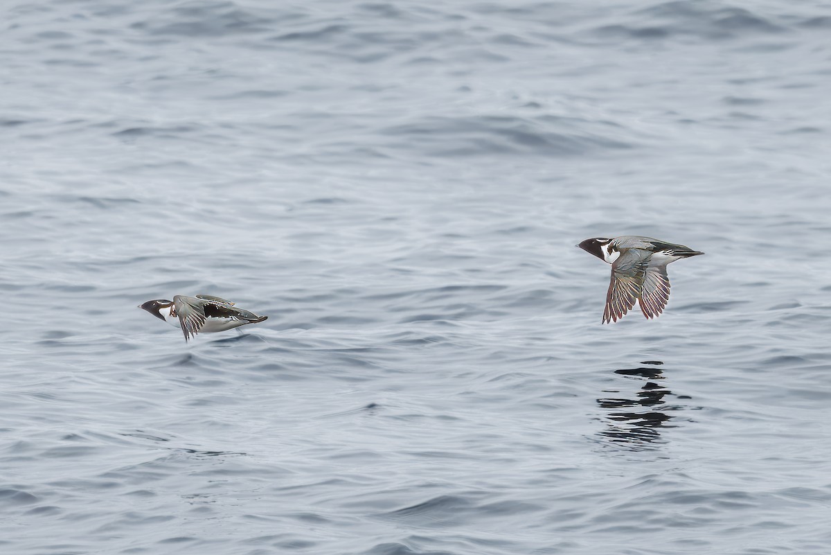 Ancient Murrelet - ML620814004