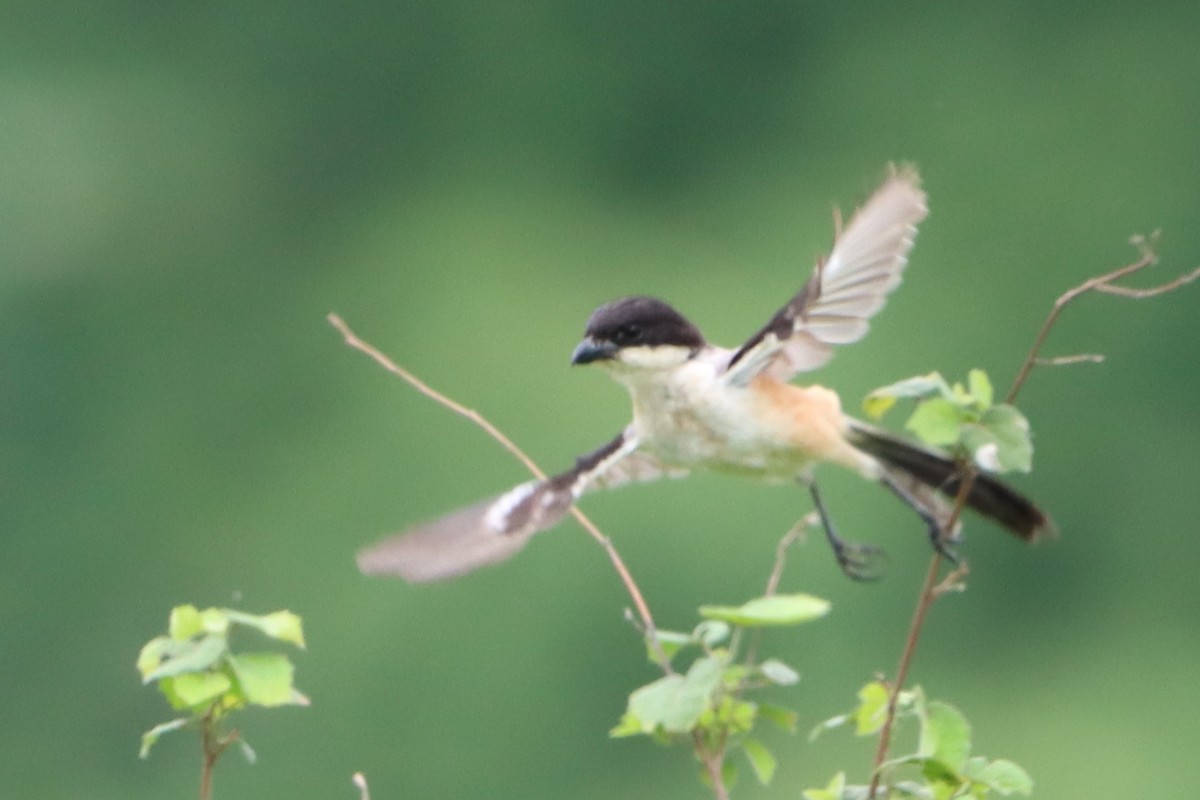 Long-tailed Shrike - ML620814006