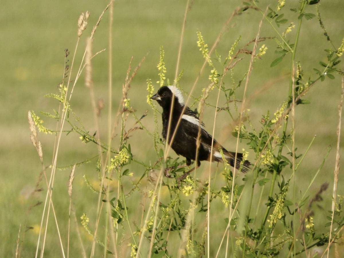 bobolink americký - ML620814008