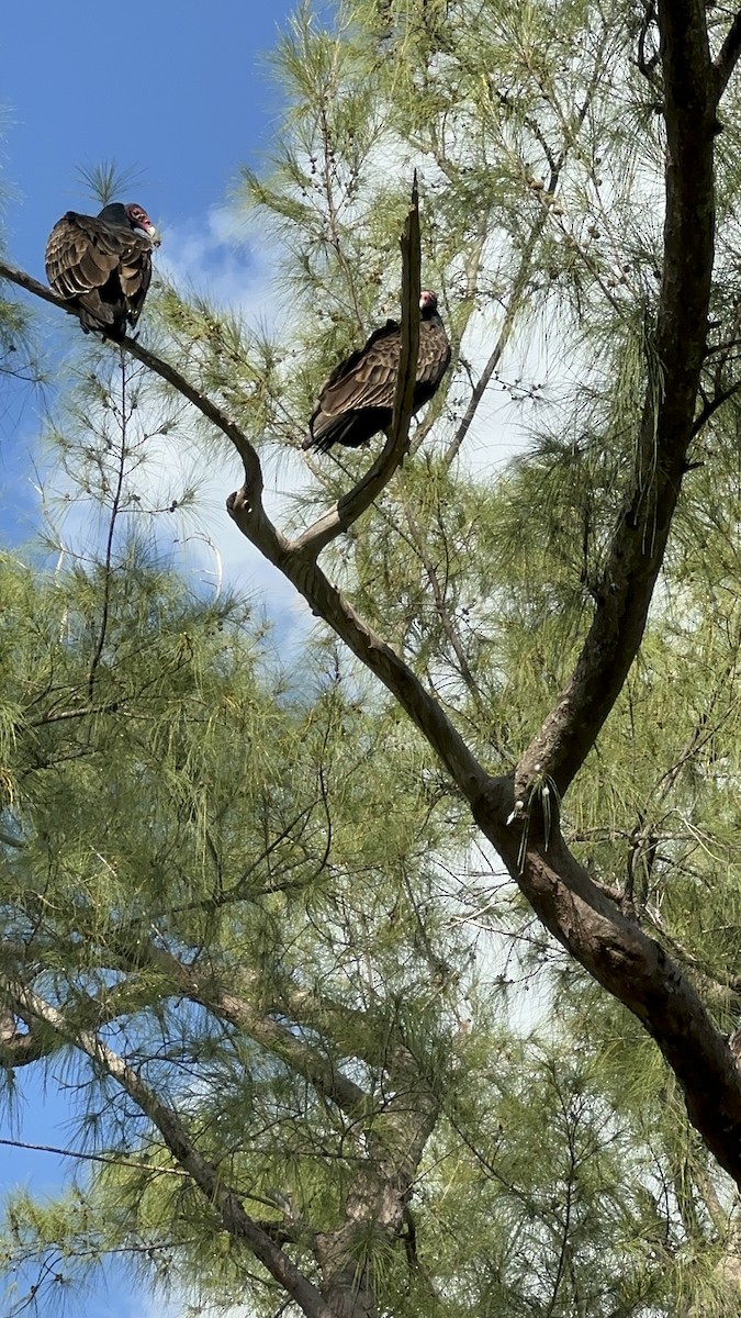 Turkey Vulture - Heather Simonson