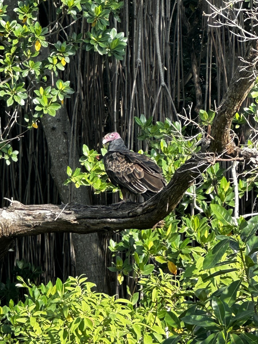 Turkey Vulture - ML620814019