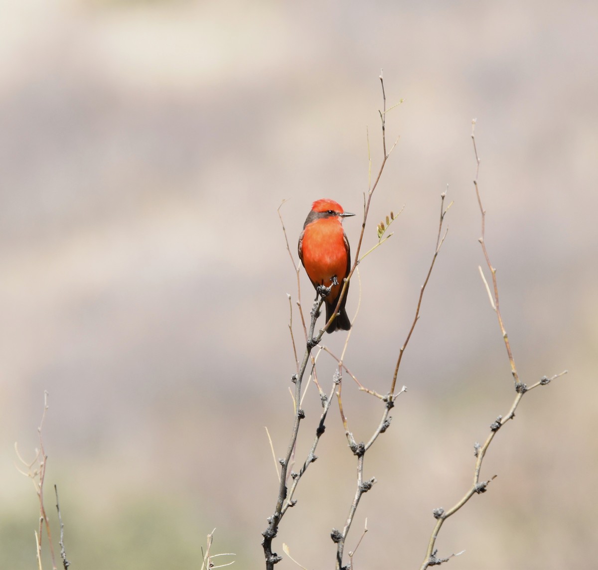 Vermilion Flycatcher - ML620814022