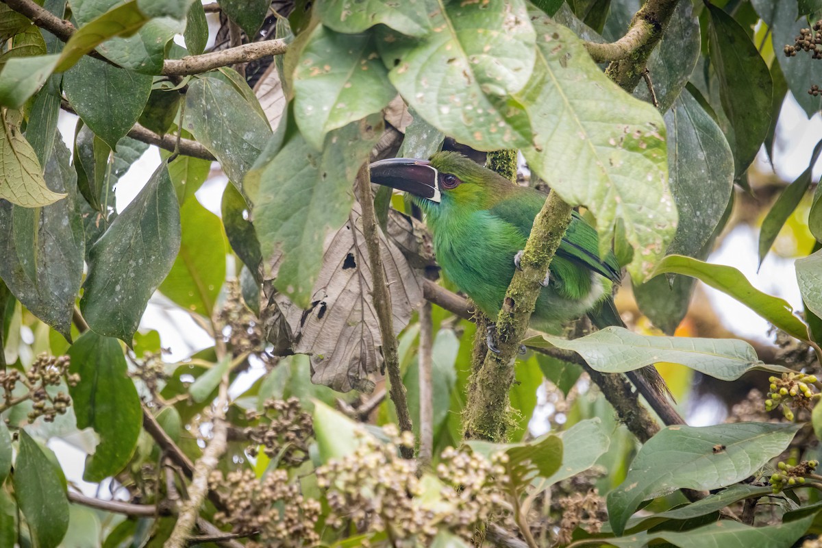 Crimson-rumped Toucanet - ML620814024