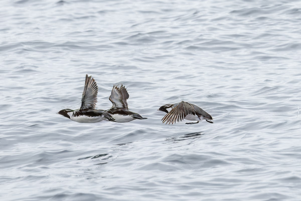 Ancient Murrelet - Mason Flint