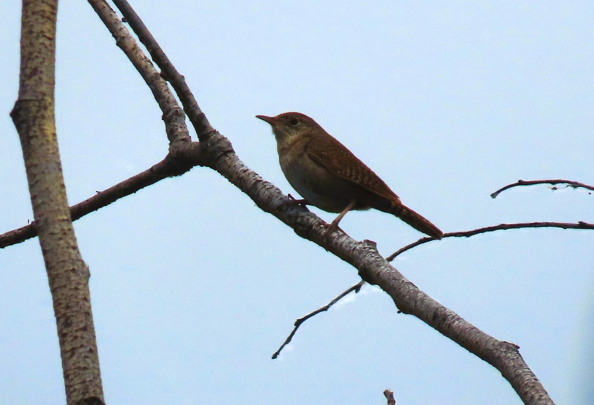 House Wren - ML620814027