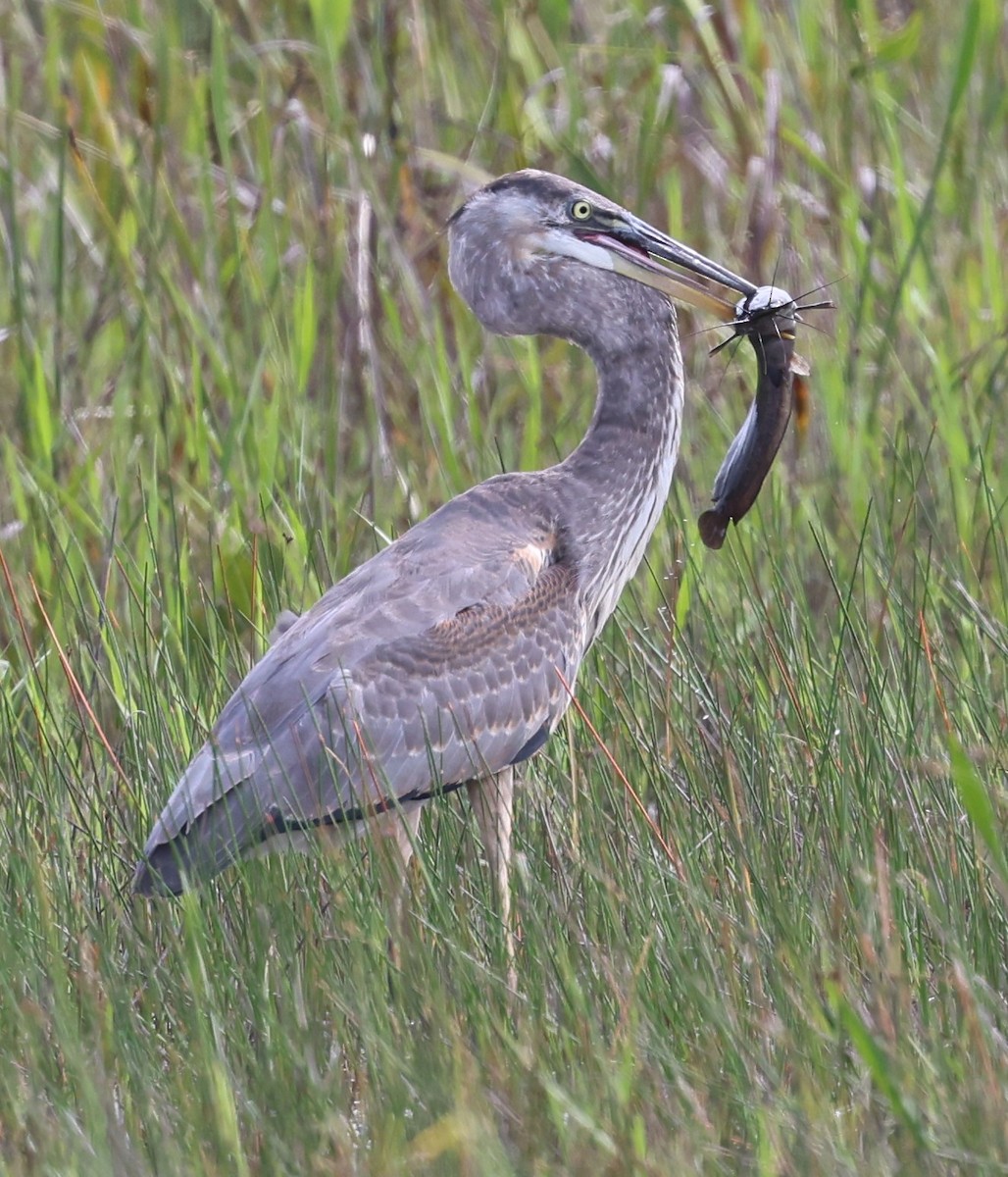 Garza Azulada - ML620814029