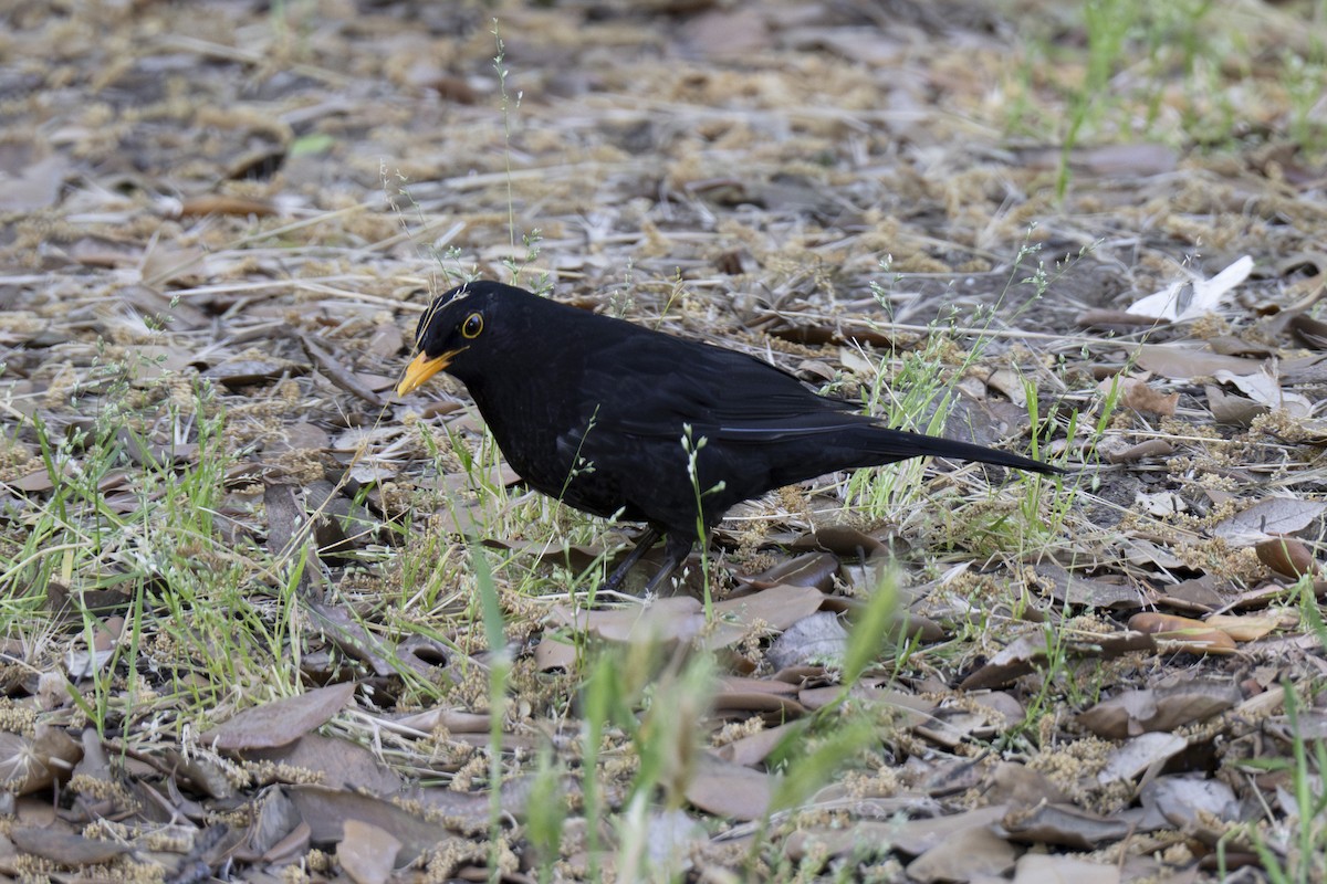 Eurasian Blackbird - ML620814030